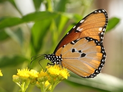 Danaus chrysippus dorippus