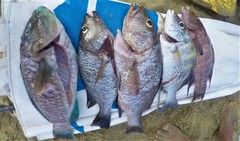 Lutjanus novemfasciatus