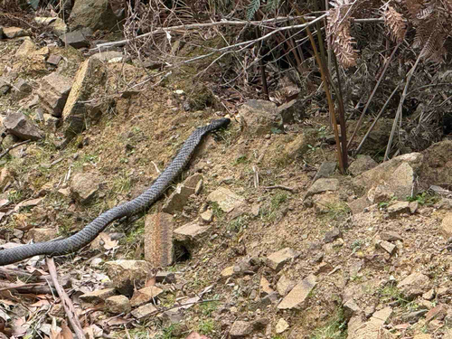 Tiger Snake sighting