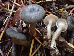 Spodocybe trulliformis