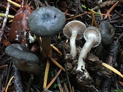 Spodocybe trulliformis