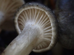 Spodocybe trulliformis