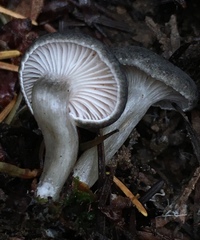 Spodocybe trulliformis