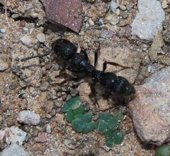 Bothroponera pumicosa