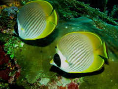 Chaetodon adiergastos