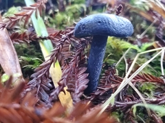 Entoloma subcarneum