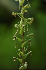 Habenaria furcifera