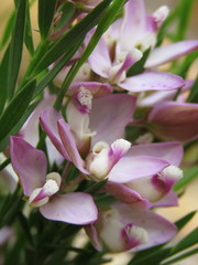 Polygala langebergensis