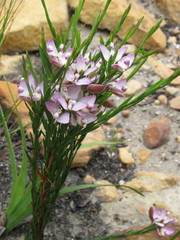 Polygala langebergensis
