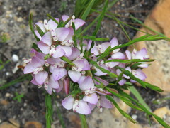 Polygala langebergensis