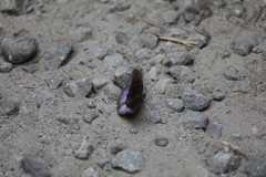 Tanaecia godartii