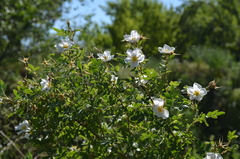 Rosa beggeriana