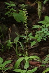 Habenaria furcifera
