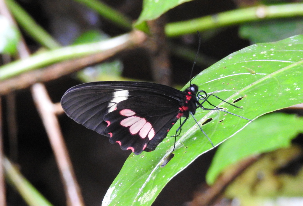 Parides eurimedes mylotes