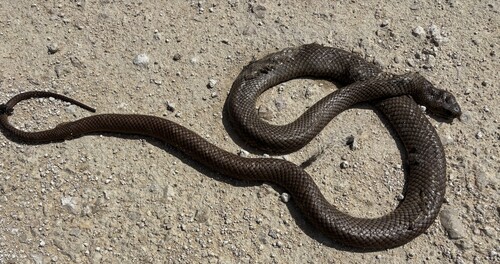 Eastern Brown Snake sighting