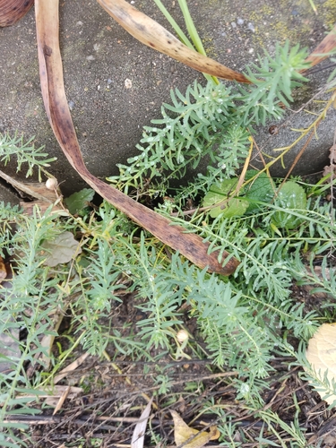 perennial flax (Linum perenne)