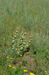 Phlomoides isochila