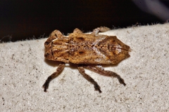 Pterolophia angulata marshalli