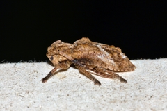 Pterolophia angulata marshalli