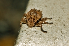 Pterolophia angulata marshalli