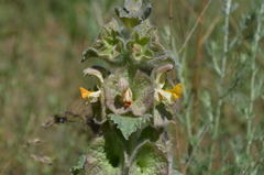 Phlomoides isochila