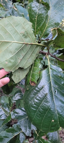 Quercus magnoliifolia
