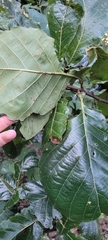 Quercus magnoliifolia, photograph (c) Konshau Duman, some rights reserved (CC BY)