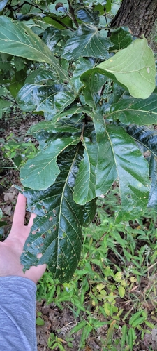 Quercus magnoliifolia, photograph 2