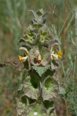 Phlomoides isochila