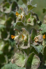 Phlomoides isochila