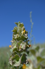 Phlomoides isochila