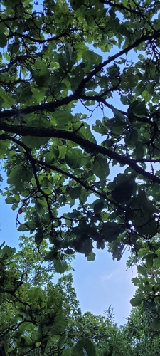 Quercus magnoliifolia, photograph 4