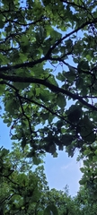 Quercus magnoliifolia, photograph (c) Konshau Duman, some rights reserved (CC BY)
