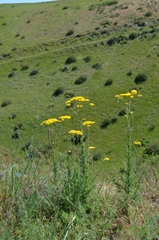 Handelia trichophylla