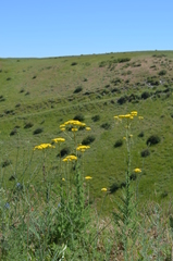 Handelia trichophylla