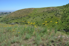 Handelia trichophylla