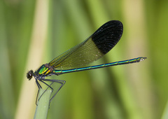 Calopteryx aequabilis