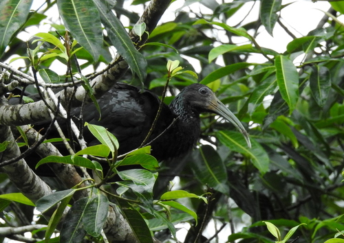 Mesembrinibis cayennensis