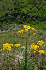 Handelia trichophylla