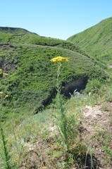 Handelia trichophylla