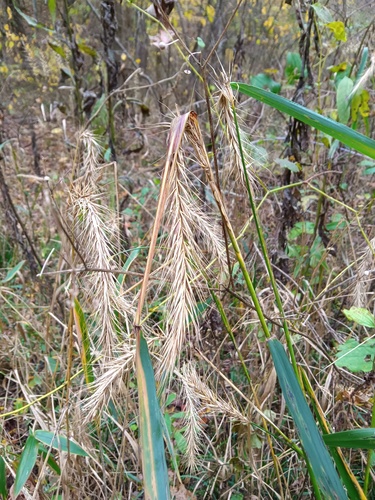 river wild rye (Elymus riparius)