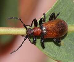Ecnolagria rufescens