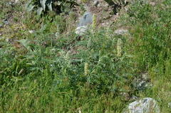 Sophora alopecuroides