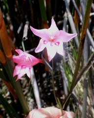 Gladiolus pappei