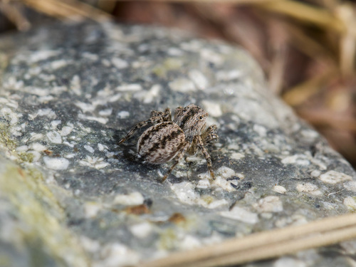 V-Signed Jumping Spider