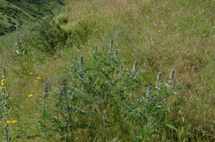 Sophora alopecuroides