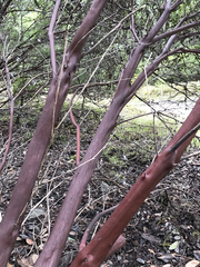 Arctostaphylos nortensis