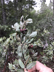 Arctostaphylos nortensis