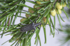 Oxymirus cursor
