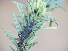 Oxymirus cursor